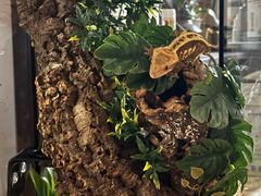 -酷以爬仙阁实体爬宠店·守宫·蜥蜴·专业繁育