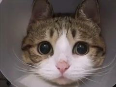 -張飛牛肉(锦里店)