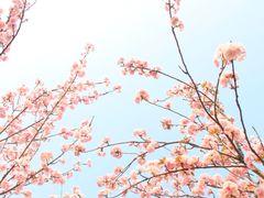 -天适樱花悠乐园