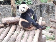 -都江堰中华大熊猫苑
