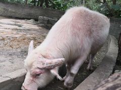 -海南热带野生动植物园