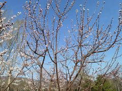 -北京西山国家森林公园