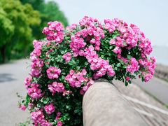 -上海滨江森林公园