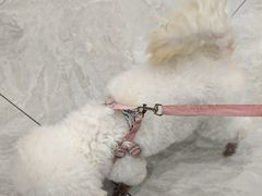 -安安宠医宠物医院·异宠·犬猫内科(岳阳分院)
