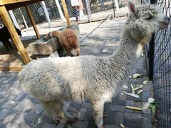 -长白岛森林公园