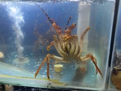 -贵木日本料理·铁板烧(新地假日广场店)