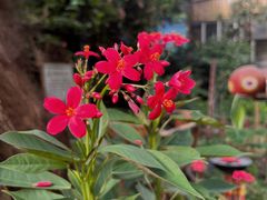 -呀路古热带植物园