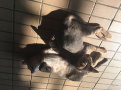 -ခြောက်ထပ်ကြီးရွှေသာလျောင်းဘုရားကြီး