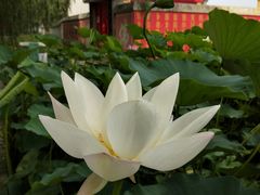 -白洋淀景区