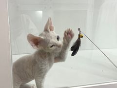 -青奢宠物·青奢猫舍