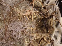 -海鲜e族(马王堆店)