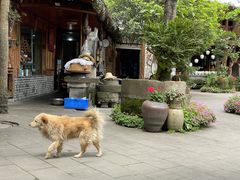 -青城甲(青城山店)