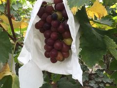 -马陆小张葡萄园农家乐