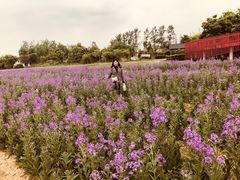 -杭州湾海上花田景区
