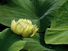 -云溪植物园