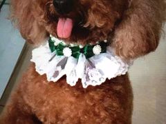 -爱宠屋pet shop·宠物洗澡·宠物美容