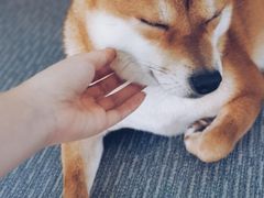 -柴源莊·柴小宠柴犬咖啡