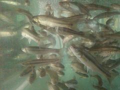 -宋记冕宁土菜馆(海门渔村二店)