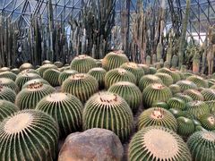 -深圳仙湖植物园