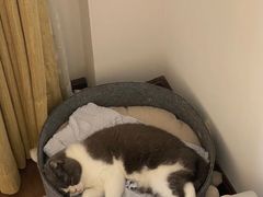 -猫大福·Fortune Cat猫舍(百子湾店)