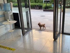 -中农国际动物医院24小时·猫科·骨科·急重症中心