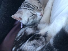 -这儿没有猫·猫咖萌宠馆·撸猫