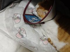 -乐琪宠物医院·犬猫专科·骨外科·急重症