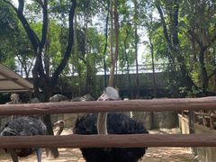 -东莞香市动物园