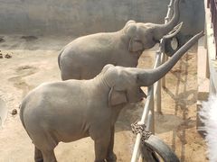 -西霞口神雕山野生动物世界