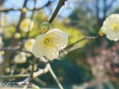 -新虹桥中心花园