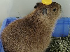 -怪兽屋·羊驼·猫咖·狗咖(俊华广场店)