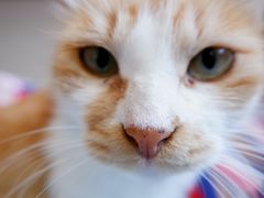 -佳怡动物医院·平价24小时·猫专科骨外科