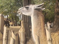 -鄂尔多斯野生动物园