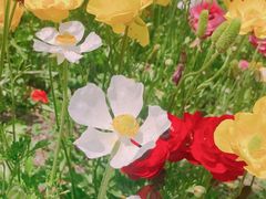 -上海鲜花港