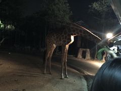 -清迈夜间动物园