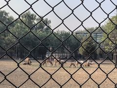 -北京麋鹿生态实验中心