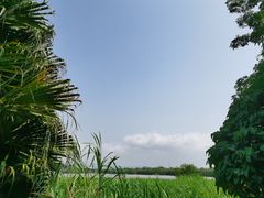 -华侨城湿地公园