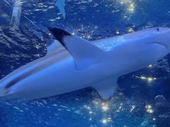 -太平洋海底世界