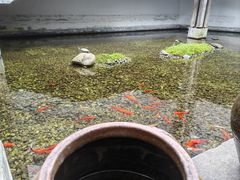 -几荷·恰似故人来(秀水广场店)