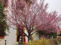 -洛阳白马寺
