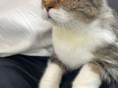 -喵园·猫主题咖啡厅·撸猫·猫咖(国贸店)