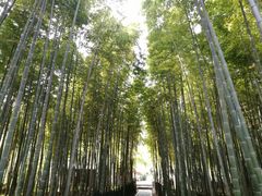 -树山生态村
