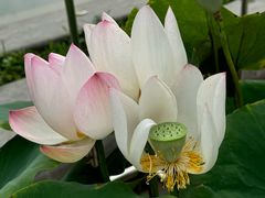 -莲花池公园