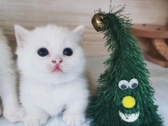 -猫宠乐园·专业洗护