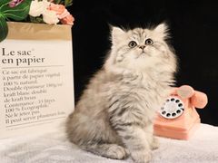 -momokira米努特·德文卷毛猫·棉花面纱犬