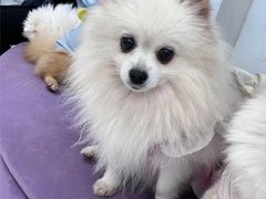 -怪兽屋·羊驼·猫咖·狗咖(俊华广场店)