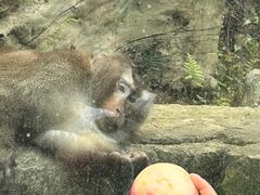 -黔灵山公园
