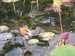 -昆山城市生态森林公园