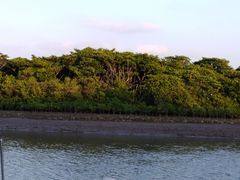 -东寨港红树林旅游区