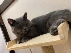 -逗柴咖啡屋·狗咖猫咖宠物桌游
